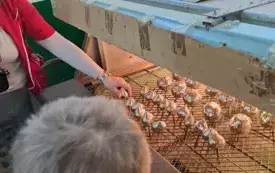 Dzieci oglądają jak powstają bombki