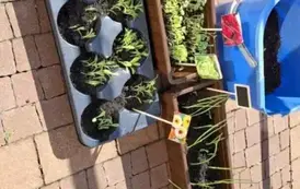 Zielnik polskich warzyw